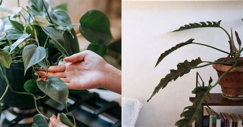 室內觀花植物|植物殺手也不怕，8 款適合「室內植栽」品種介紹，增。